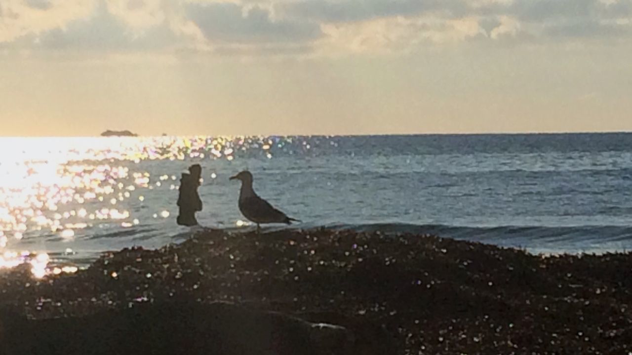 sea, water, horizon over water, beach, sky, nature, bird, beauty in nature, animal themes, animals in the wild, outdoors, scenics, vacations, sunset, animal wildlife, day, no people