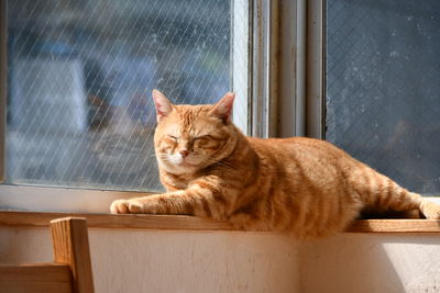 Cat lying on a window