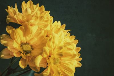 Close-up of yellow flowers against black background