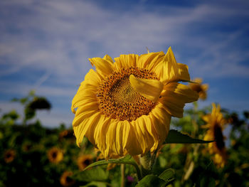 Close-up of yellow sunflower against sky