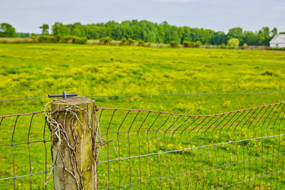 Scenic view of agricultural field