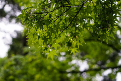 Low angle view of leaves on tree