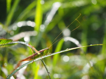 Close-up of wet spider on plant