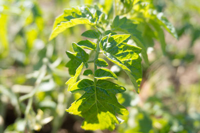 Close-up of fresh green leaves