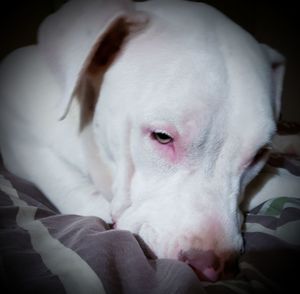 Close-up of a dog resting at home