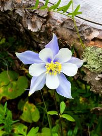 Close-up of purple flowers blooming outdoors