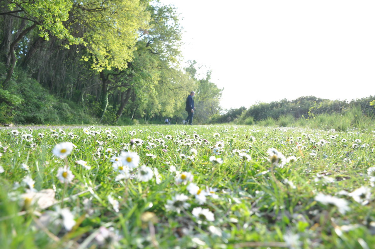 VIEW OF FLOWERING PLANTS ON LAND