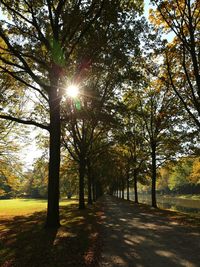 Sun shining through trees in autumn