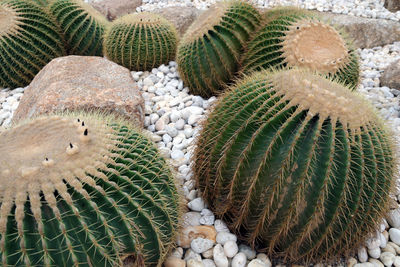 High angle view of cactus plant