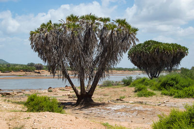 Galana river, tsavo east