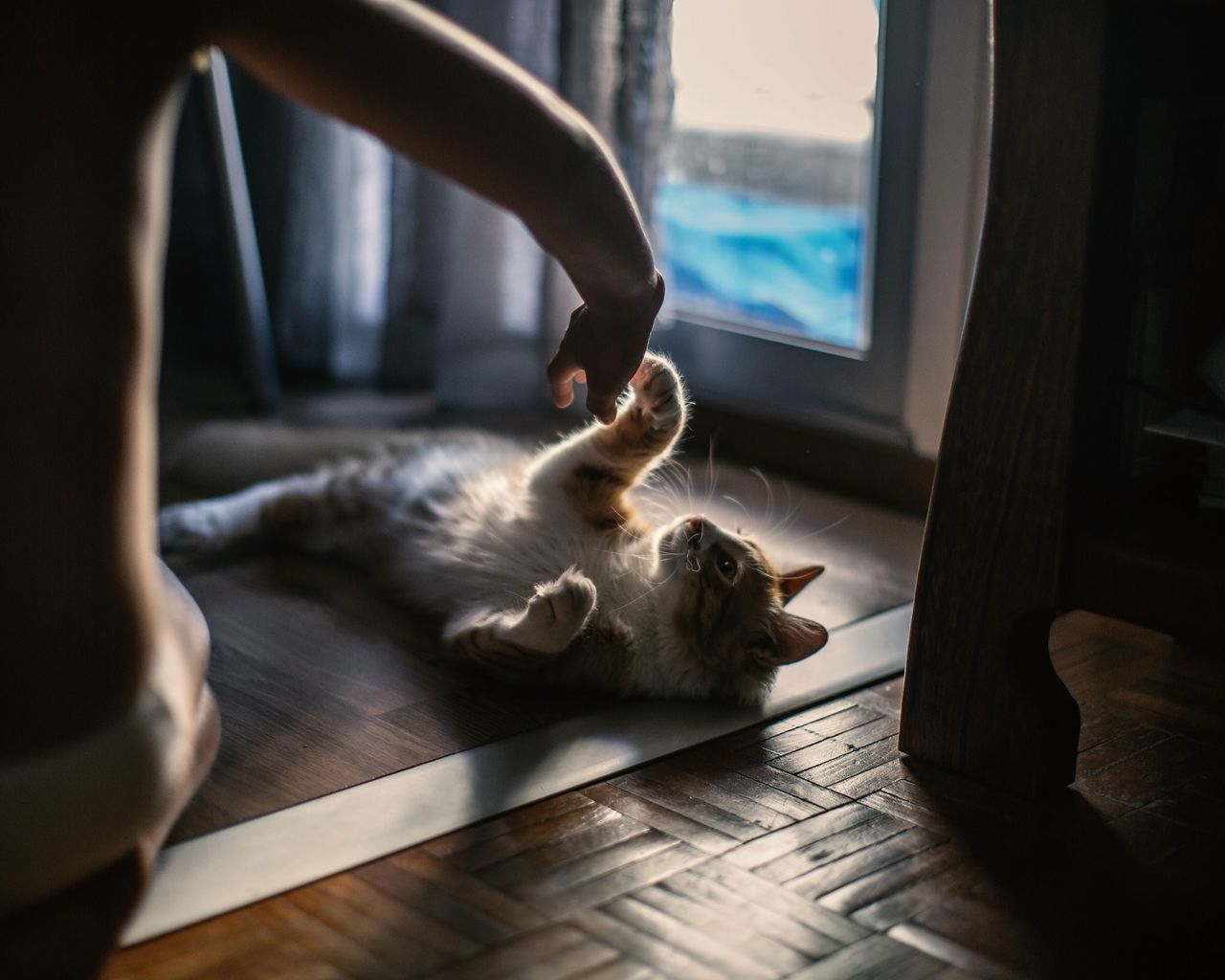 one animal, pets, animal themes, domestic animals, mammal, indoors, domestic cat, cat, relaxation, feline, window, home interior, resting, lying down, zoology, sitting, home, looking through window, sleeping, animal