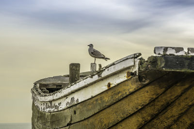 Low angle view of bird perching on sea against sky