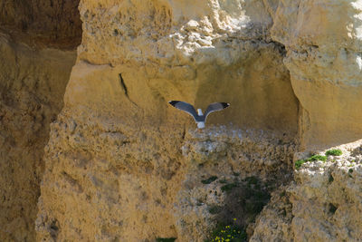 Bird on rock