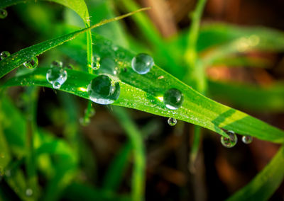 Close-up of water drops on blade of grass