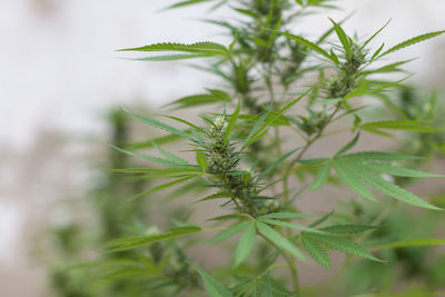 Marijuana plant growing in pots