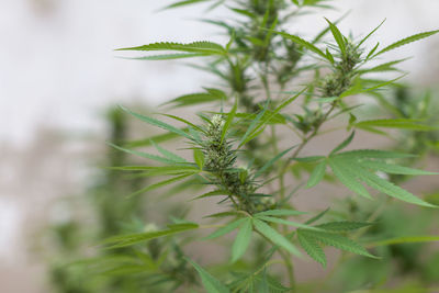 Marijuana plant growing in pots