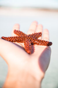 Close-up of a hand holding crab over sea