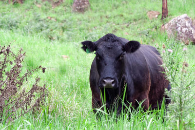 Portrait of sheep