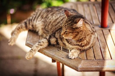 Cat resting on bench