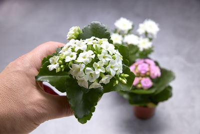 Small pots with bouquets of white and pink flowers. concept of love.