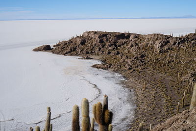 Cactus by salt flat against clear sky