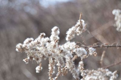 Close-up of white flowers