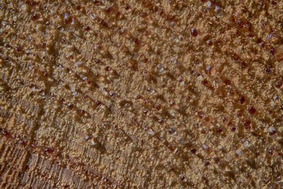 Full frame shot of bread on wooden wall