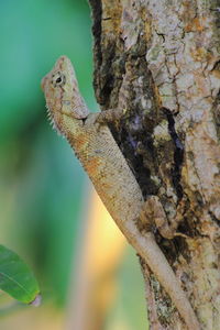 Close-up of lizard on tree trunk