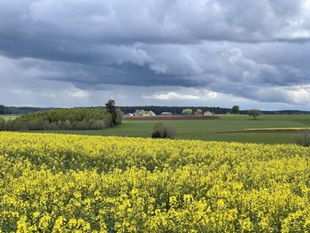 Scenic view of oilseed rape field against cloudy sky