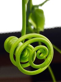 Close-up of plants