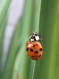 Close-up of ladybug on plant