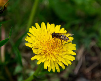 Close-up of bee on yellow flower