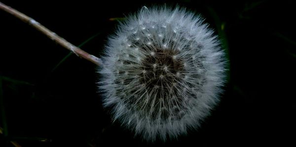 Close-up of dandelion flower