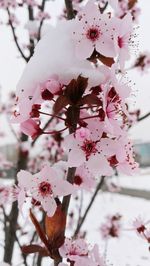 Close-up of apple blossoms in spring