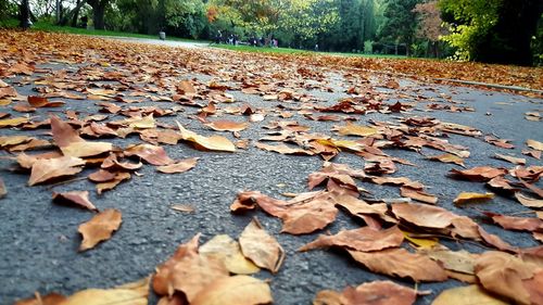 Close-up of fallen leaves