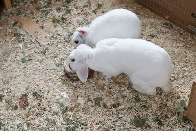 High angle view of white dog