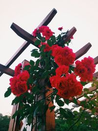 Low angle view of red flowers