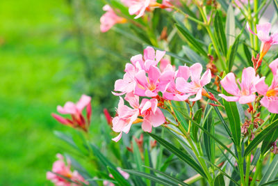 Close-up of pink flowering plant