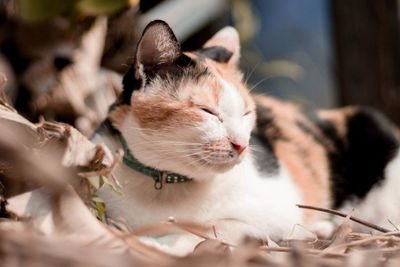 Close-up of cat looking away