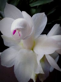 Close-up of white rose flower