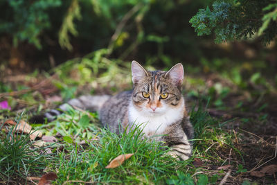 Portrait of cat on field