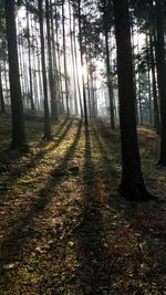 Trees in forest