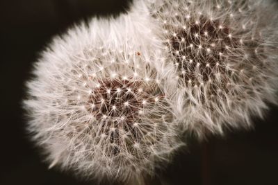 Close-up of dandelion