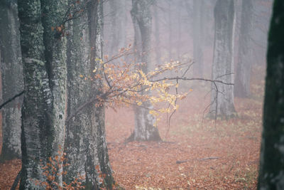 Trees in forest