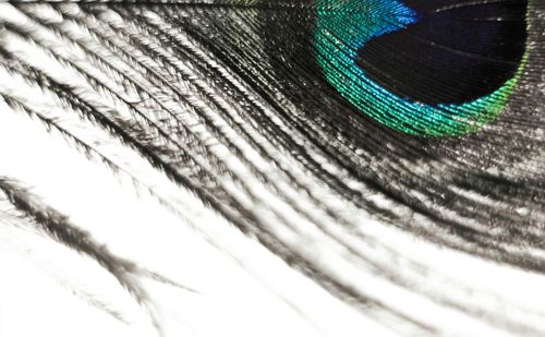 Close-up of object on the wall