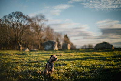 Border terrier sitting in the middle of a stone circle