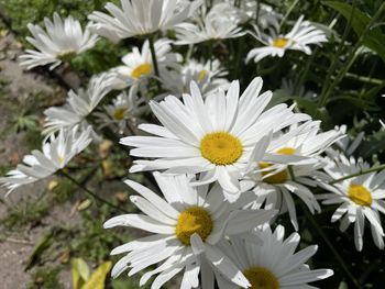 Close-up of white daisy flowers on field