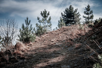 Plants growing on land against sky