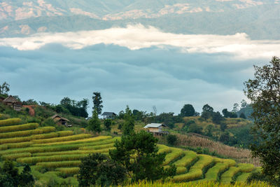 Scenic view of agricultural field against sky