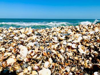 View of shells on beach